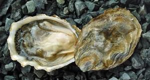 a close up of two oysters on black rocks