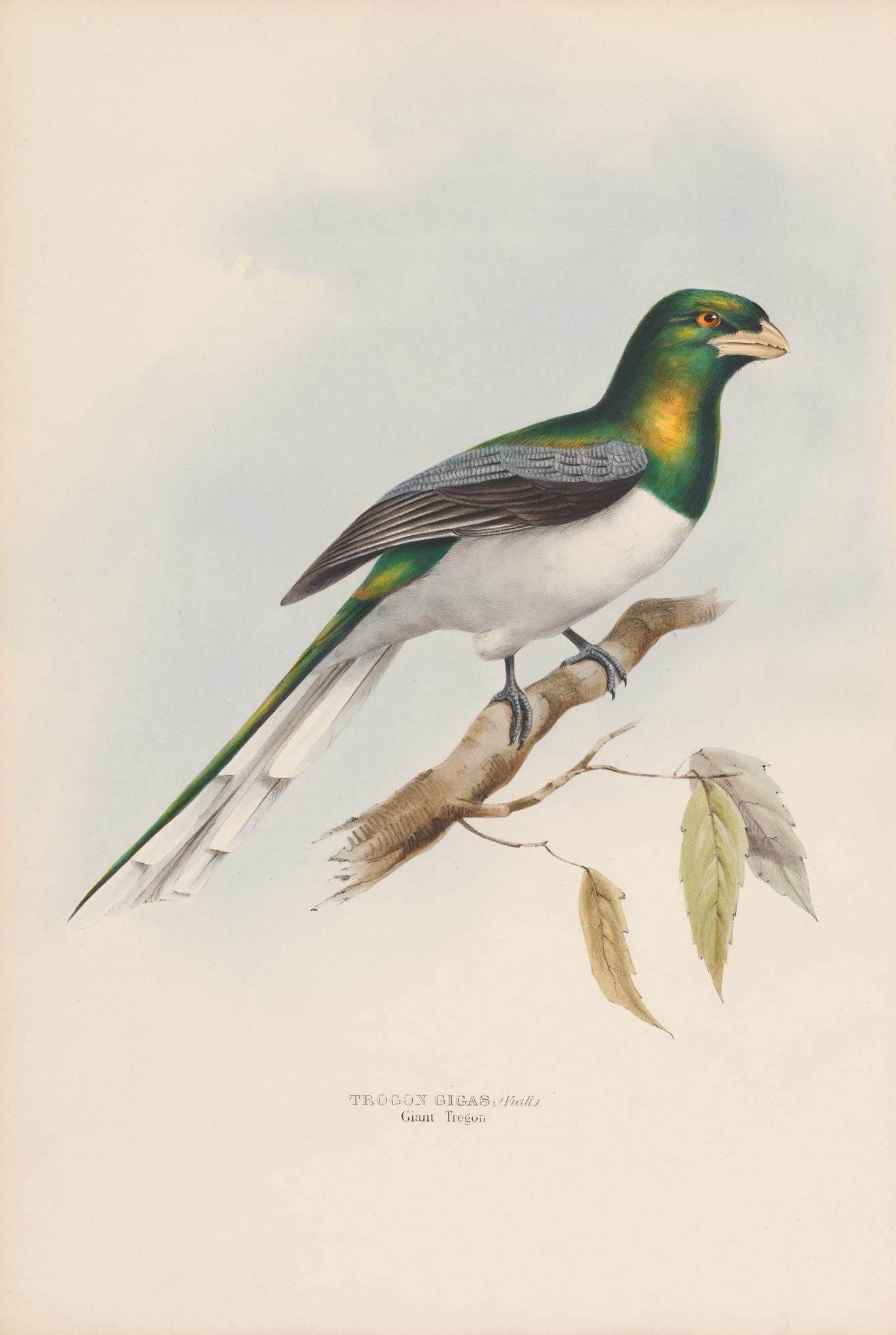this is a colorized vintage print of a white - fronted bird with green wings