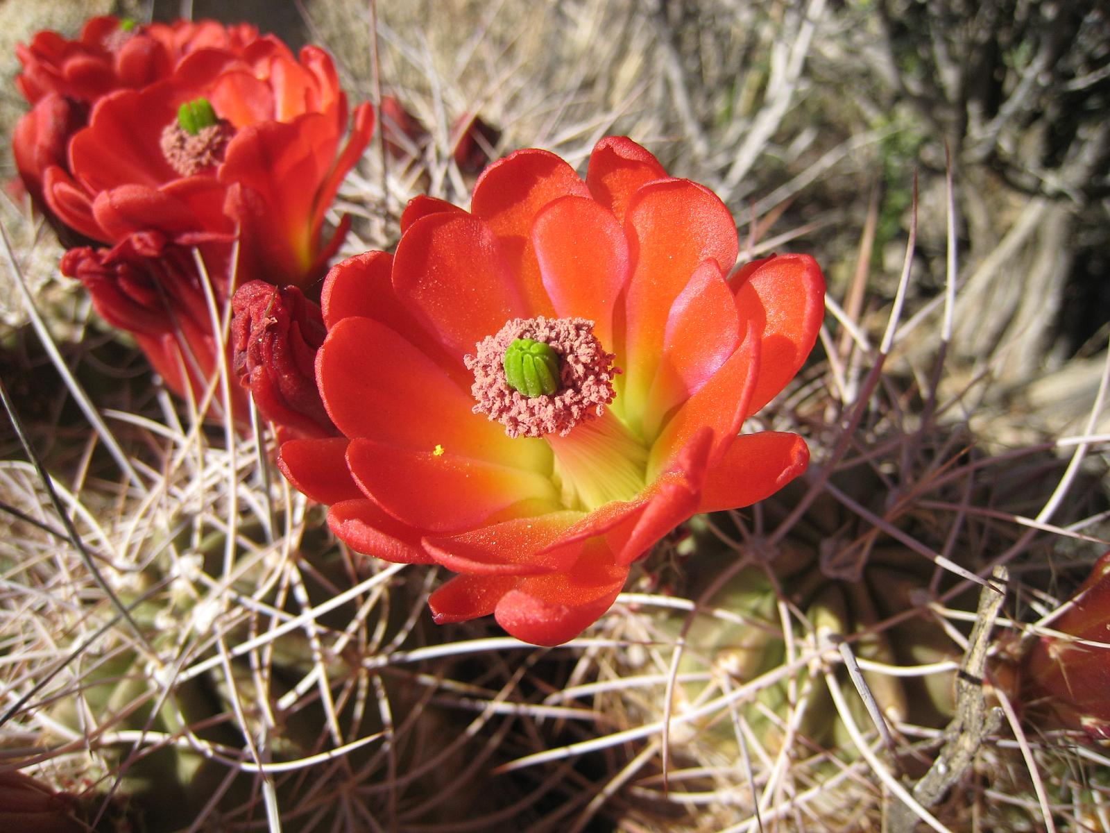 two red plants that are in the dirt