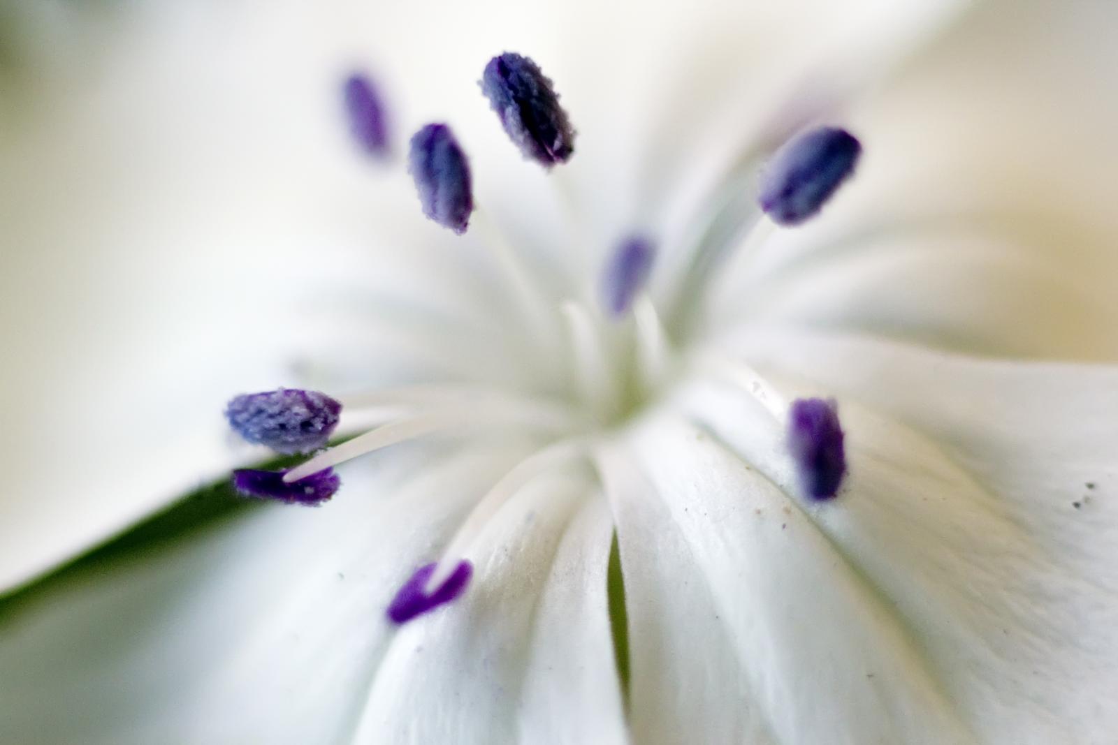 purple and white flower looking up in a lens