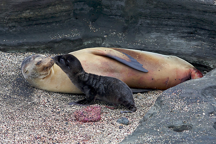 two baby sea lions laying together on the beach