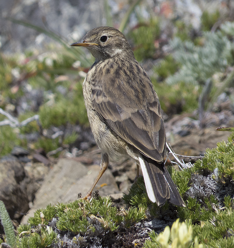 a bird sitting in the middle of some plants