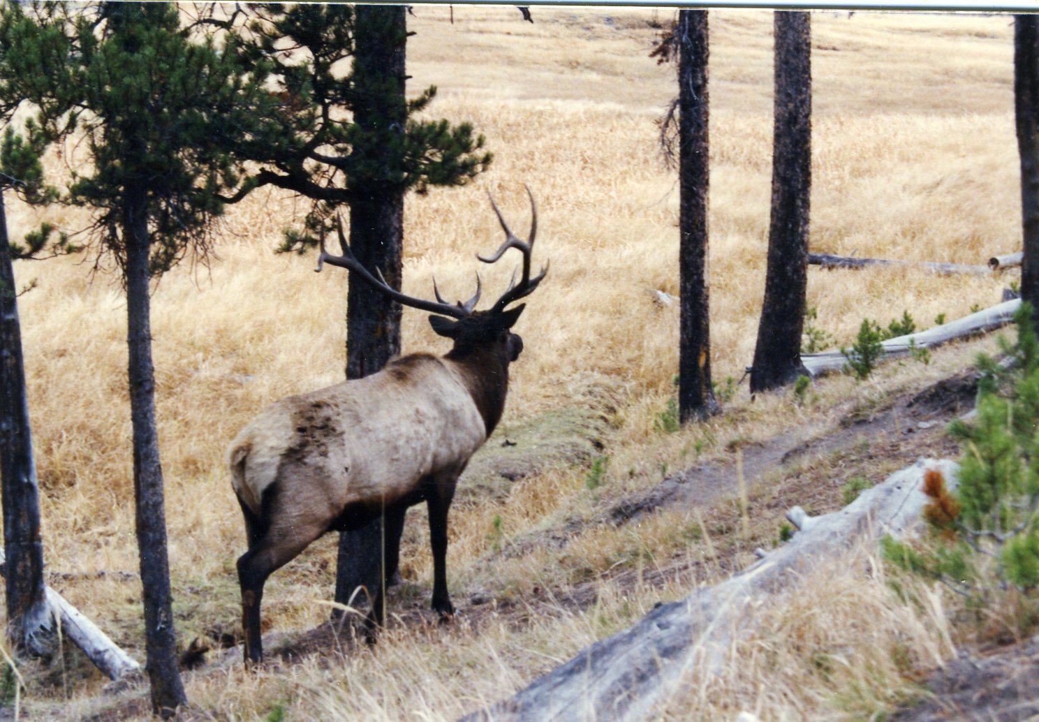 a lone elk stands in the brush among the trees