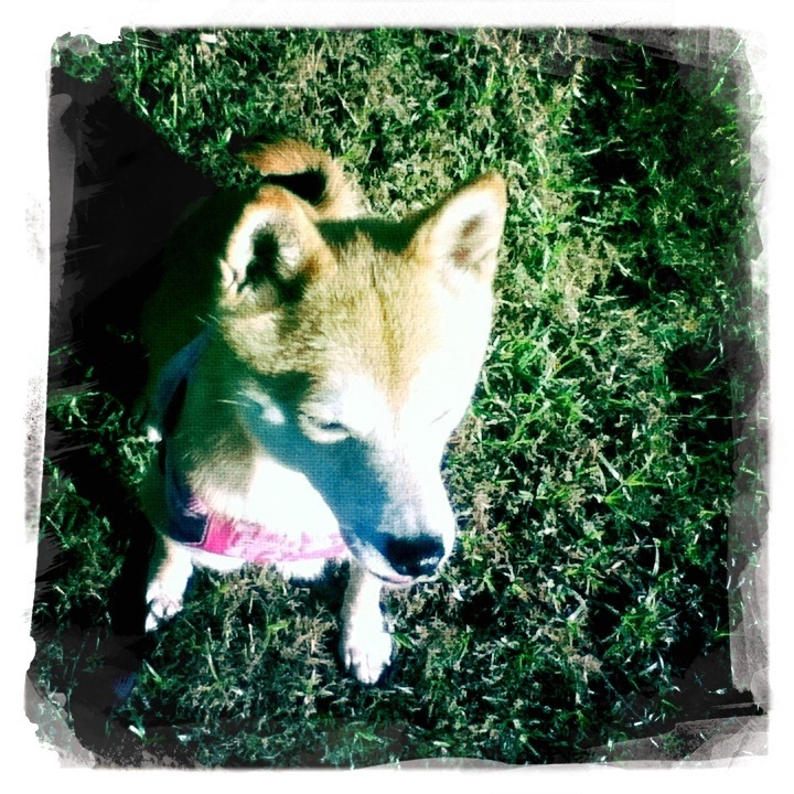 a very cute small dog laying on the ground