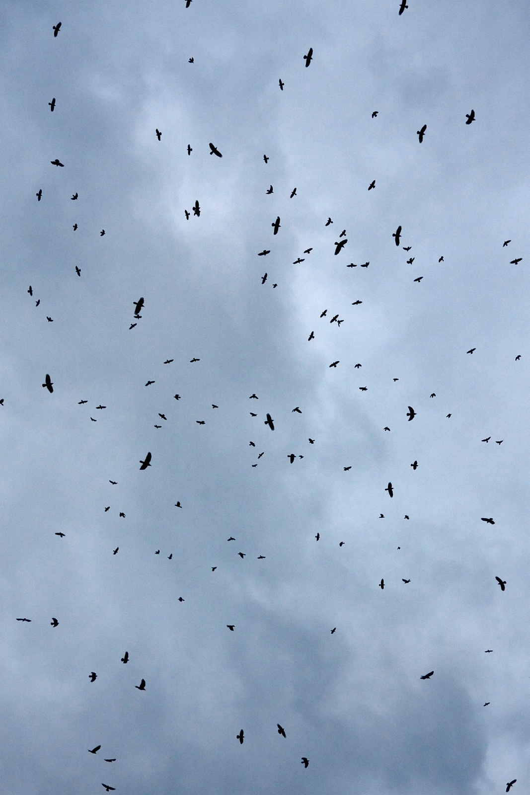 a flock of birds flying through the cloudy sky