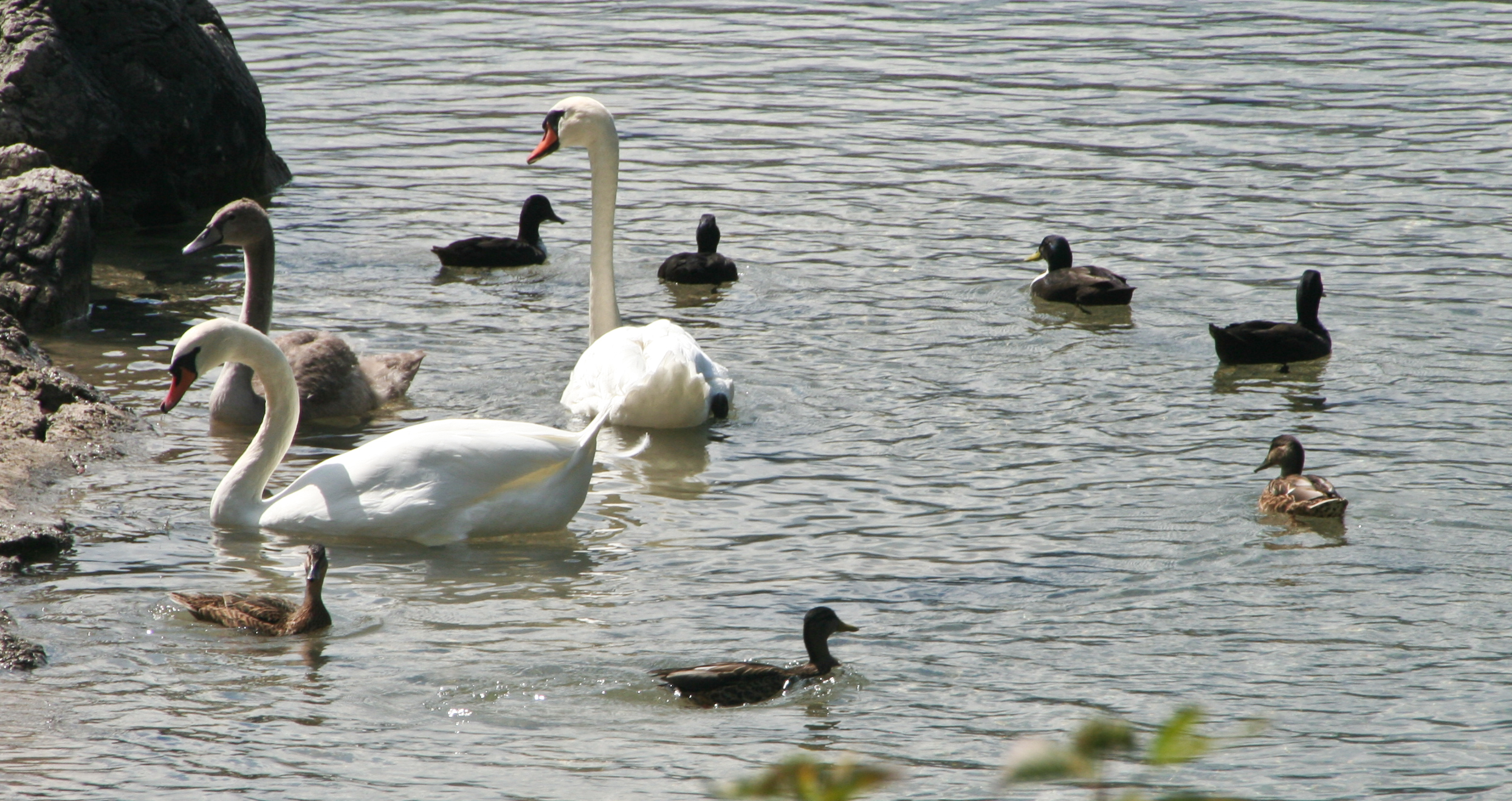 ducks are swimming in a lake and some swans are hanging out
