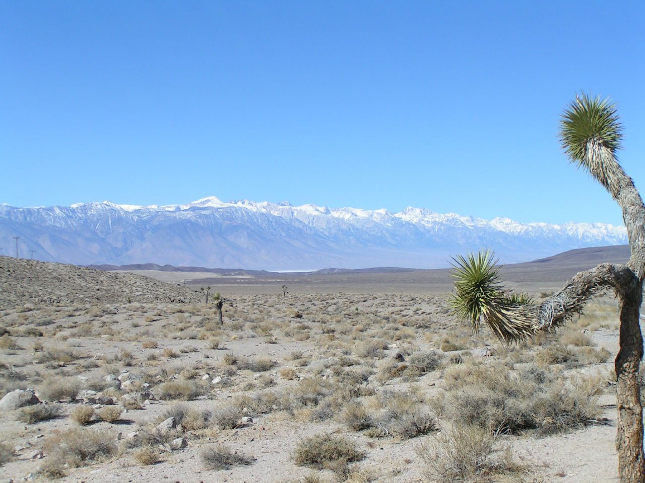 a landscape of desert grass with white mountains in the background