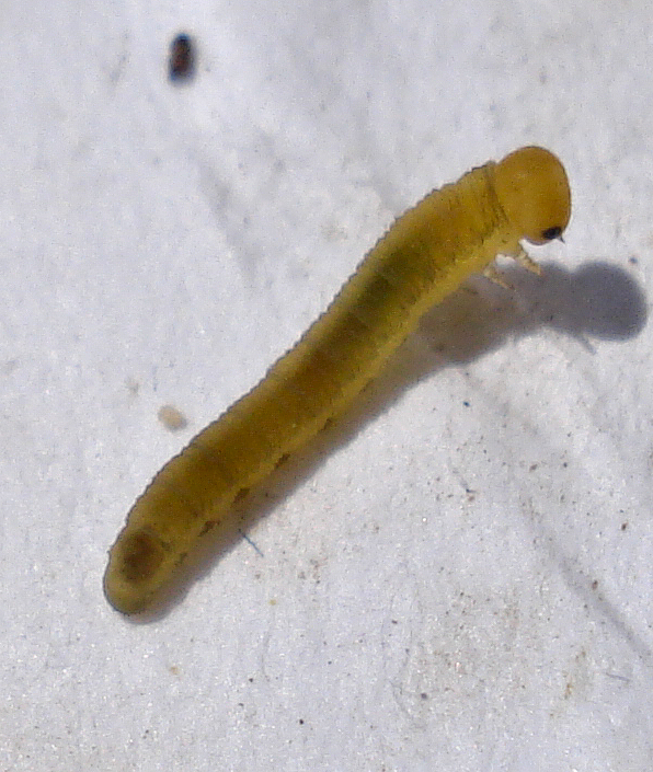 an orange insect with green legs on it's head and long, thin limbs