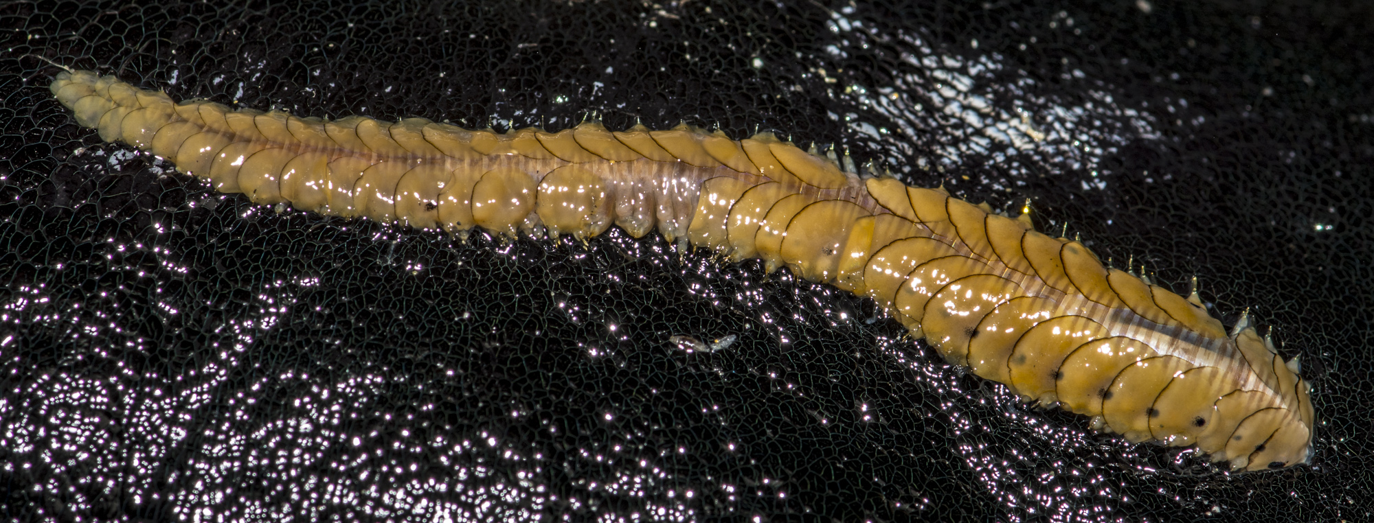 a caterpillar crawls on shiny fabric with black material