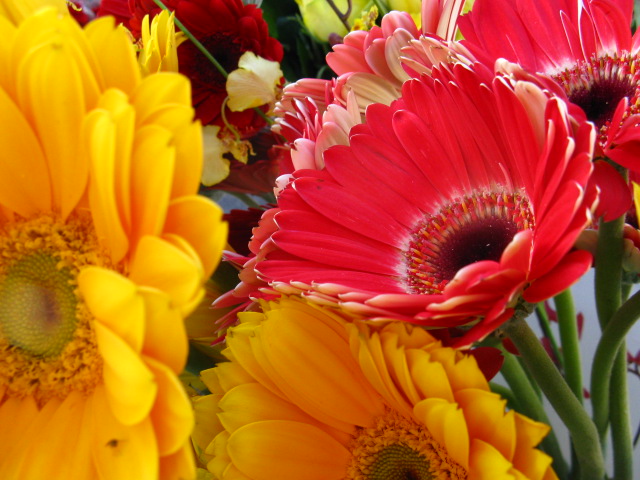 a close - up of bright, colorful, and unique flowers