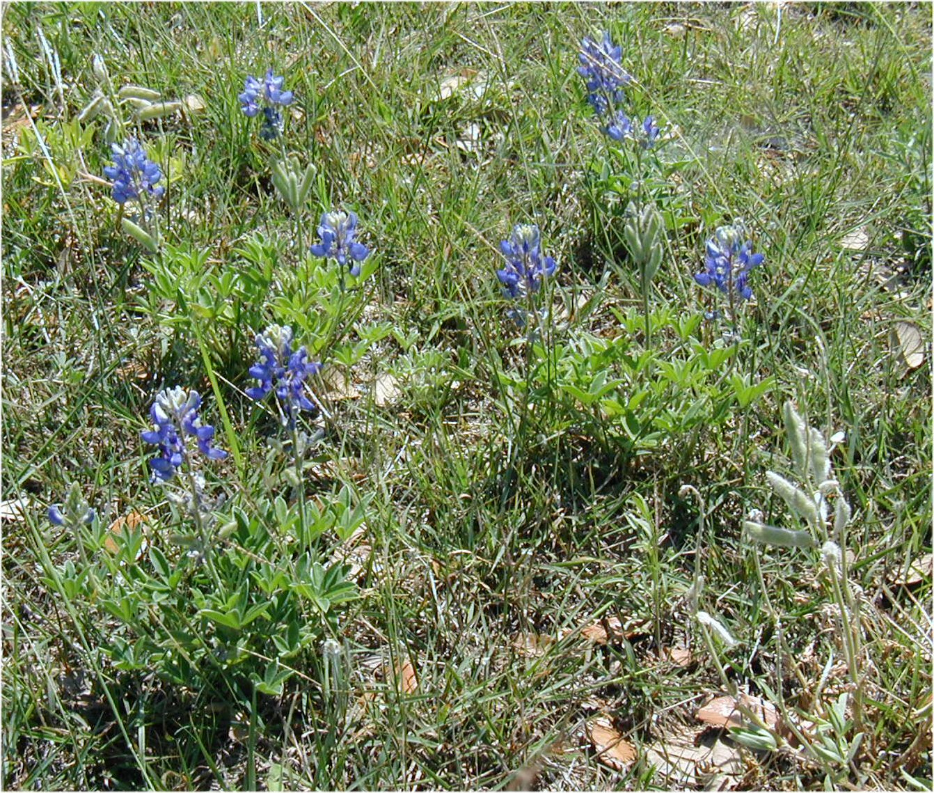 several wildflowers are growing in the grass