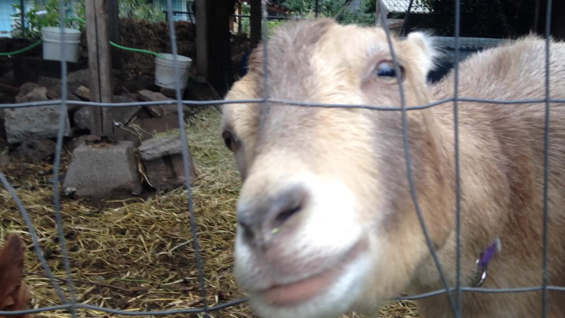 a goat in a fenced in area with hay