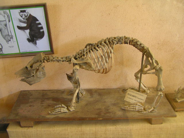 the skeleton of an animal with a large long neck