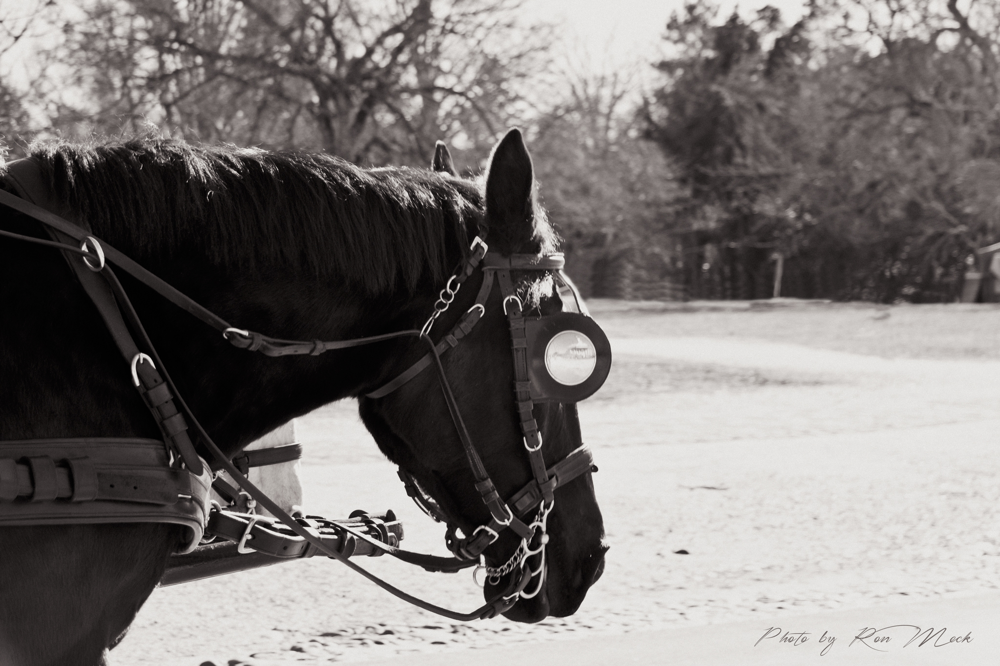 a horse that is standing near the fence