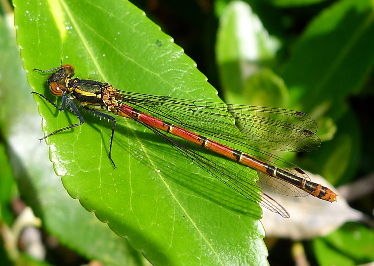 a red and black insect on a green leaf