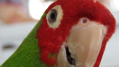 a close up of a parrot with its head in the air