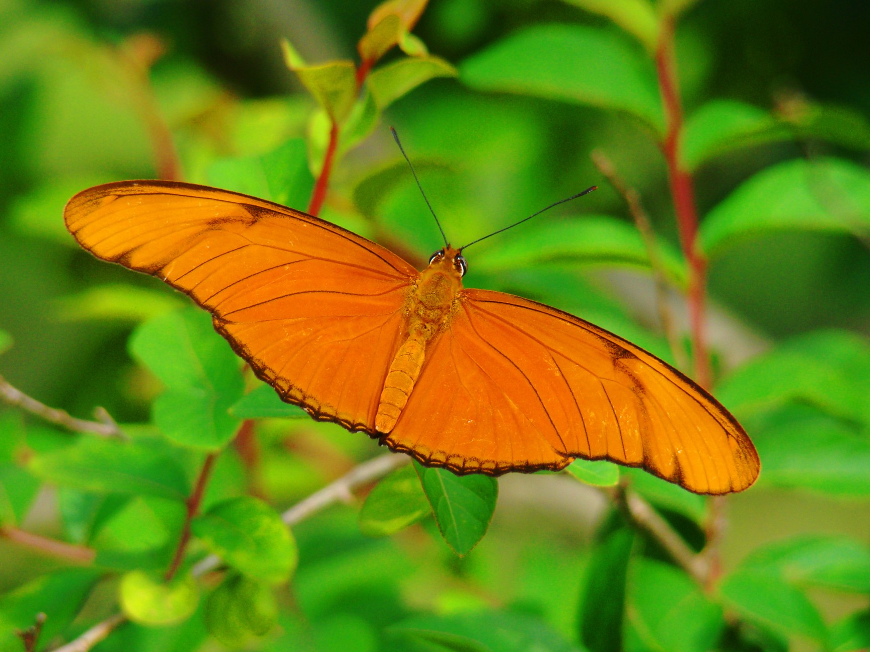 an orange erfly resting on top of a green leafy bush