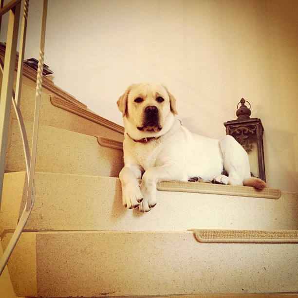 a dog that is laying down on some steps