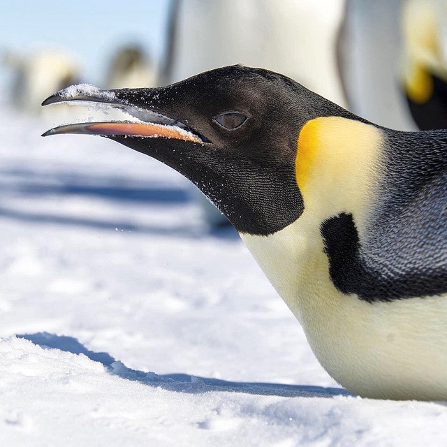 a penguin with a beak sticking out of the snow