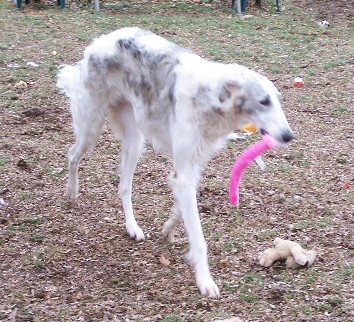 a large white dog is playing with a frisbee