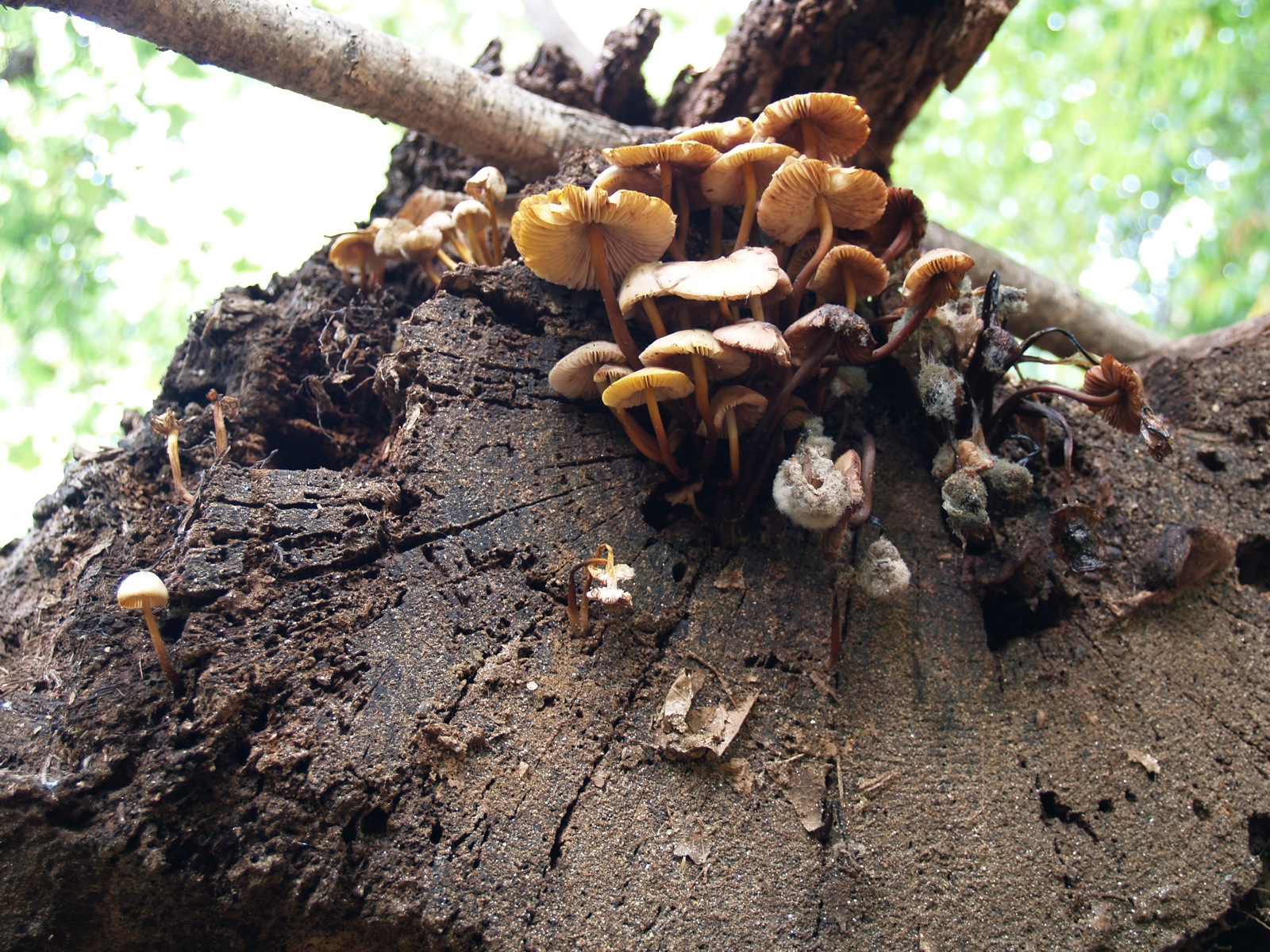 an almost rotten tree nch with many mushrooms growing on it