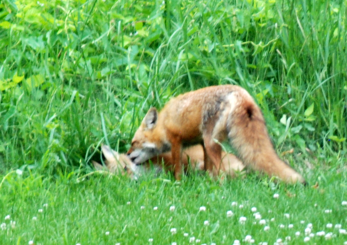 an animal laying down in a field with grass