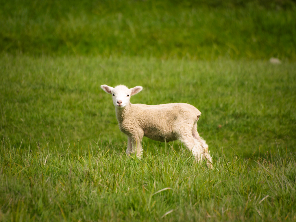 this is a young lamb standing in the grass