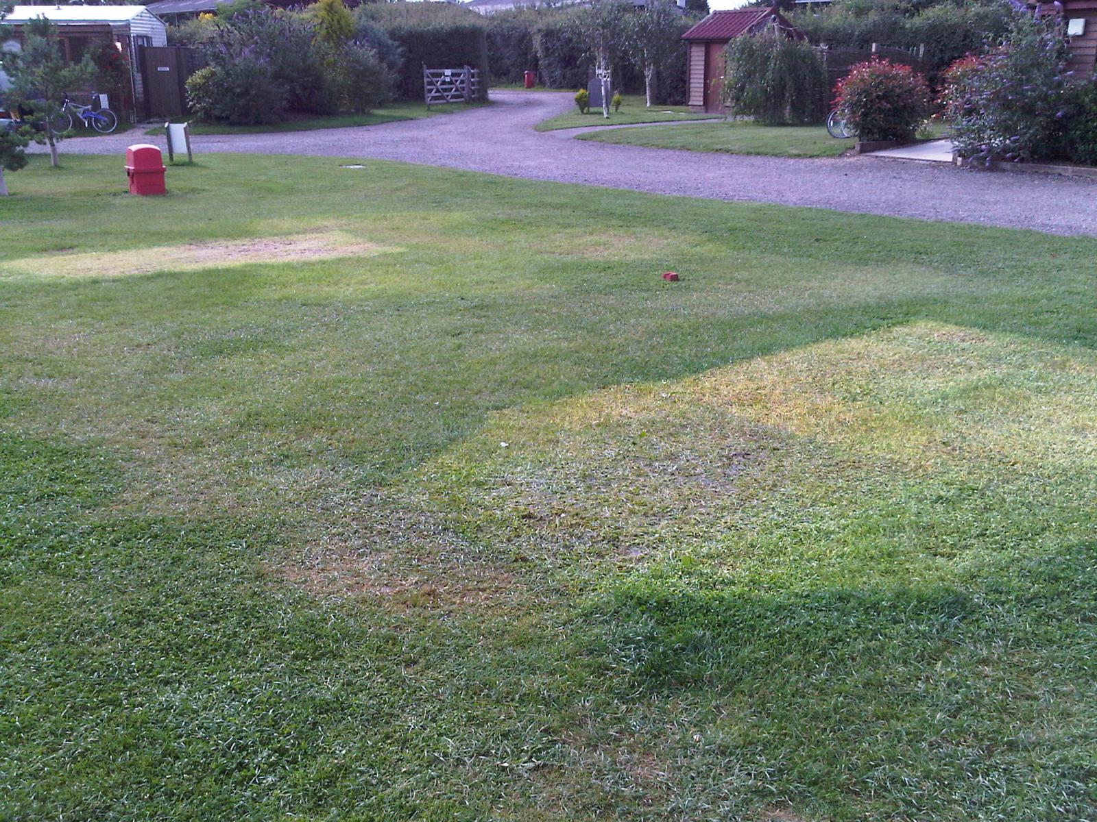 a path through some grass in a small yard