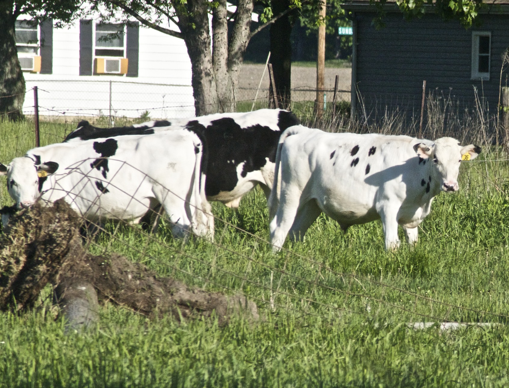 cows standing in a field grazing on grass