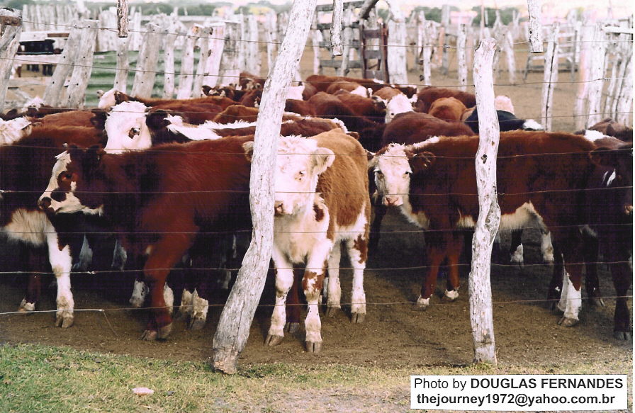 a group of cows is standing in an enclosure