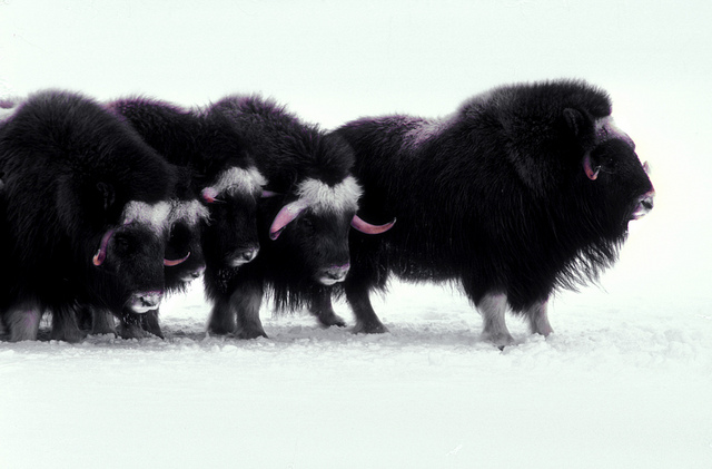 three black and white yaks stand side by side in the snow