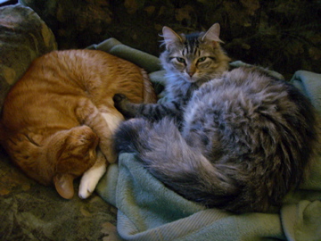 two cats cuddle on top of each other on a couch