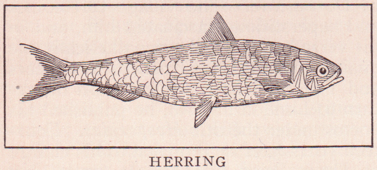 a black and white drawing of a herring on a sheet