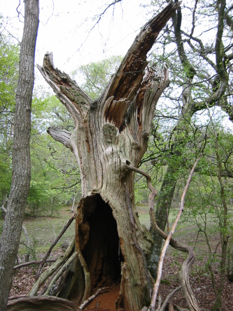 a tree stump in a wooded area has a hole