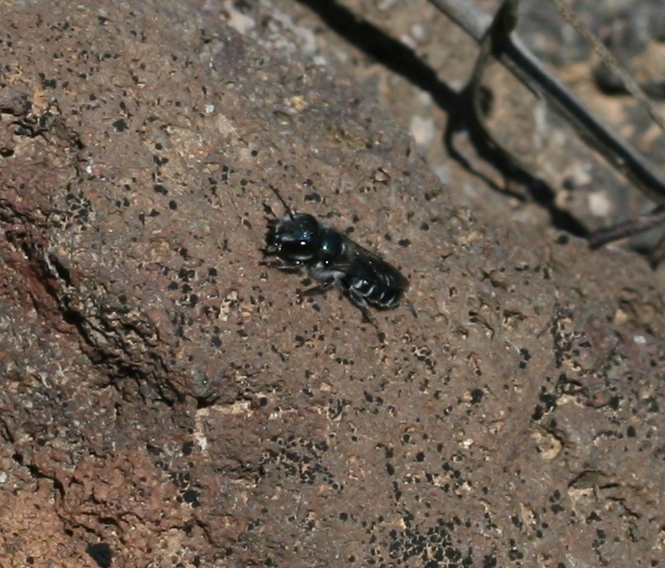 a black insect is resting on a rock