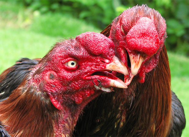 two chickens face each other and are looking at soing