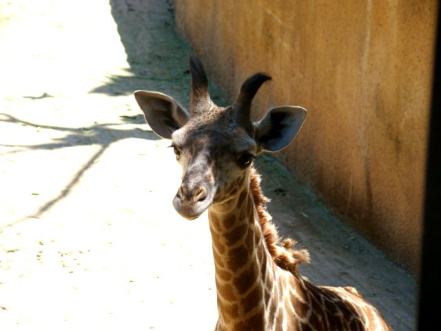a giraffe looks at the camera as it stands outside