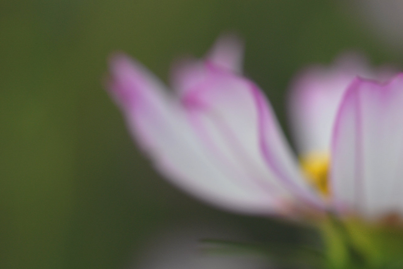 some pink and white flowers with green stems