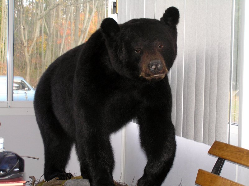 a black bear standing up near a window