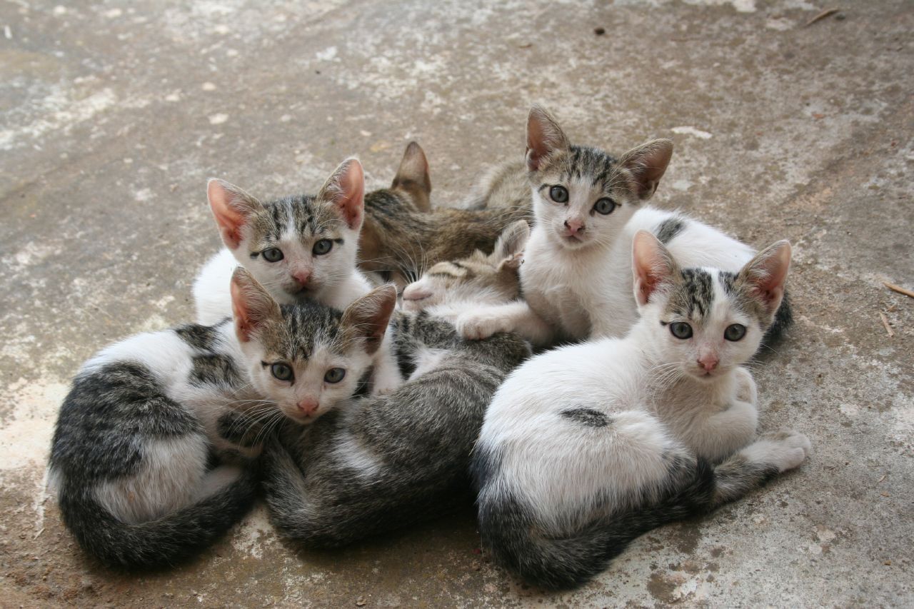 a bunch of kittens are laying together on the ground