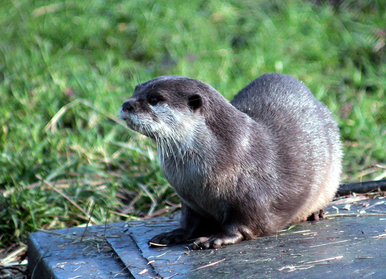 the small otter is sitting on a piece of wood