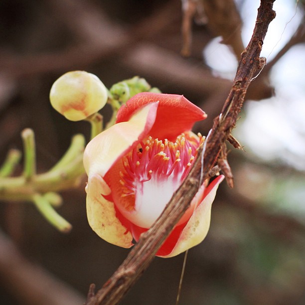 an opened flower with white and red petals