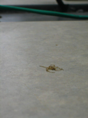 a bug sitting on the ground next to a table