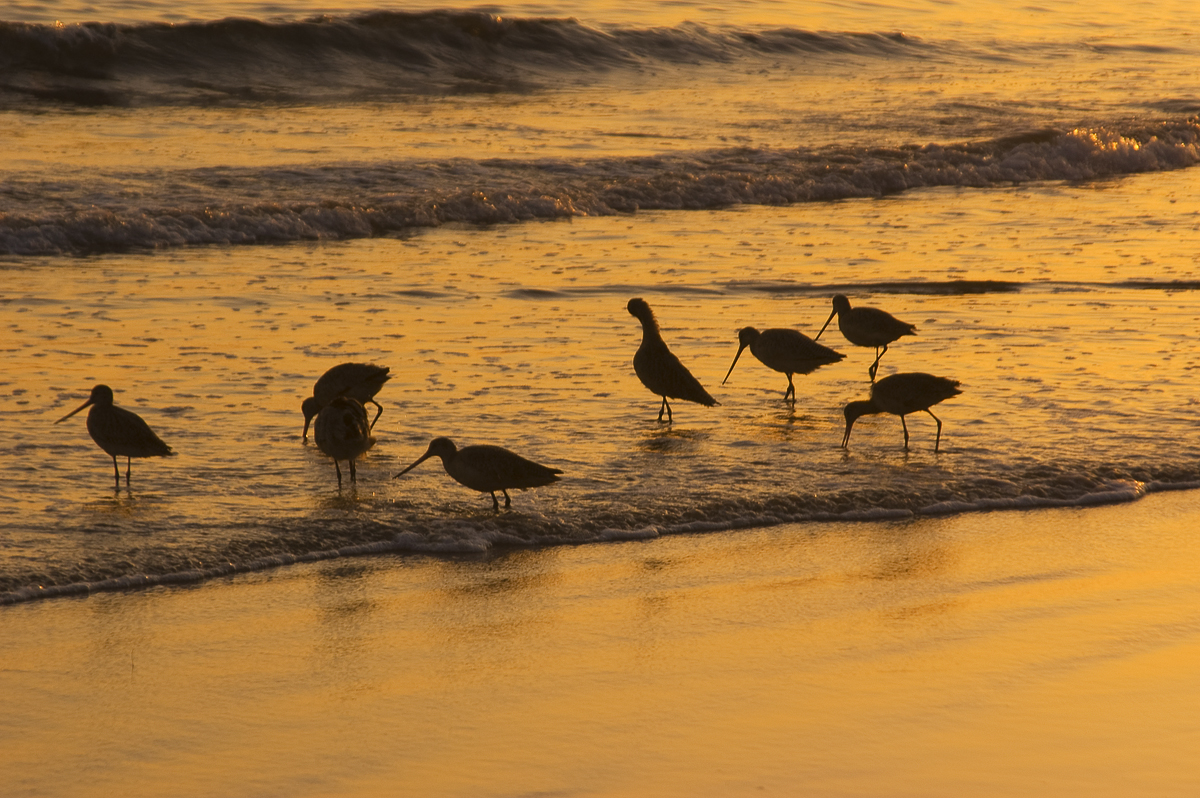a group of birds walking on the beach during sunset