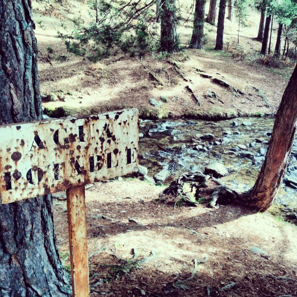 a rusty sign is hanging by a tree in the wilderness