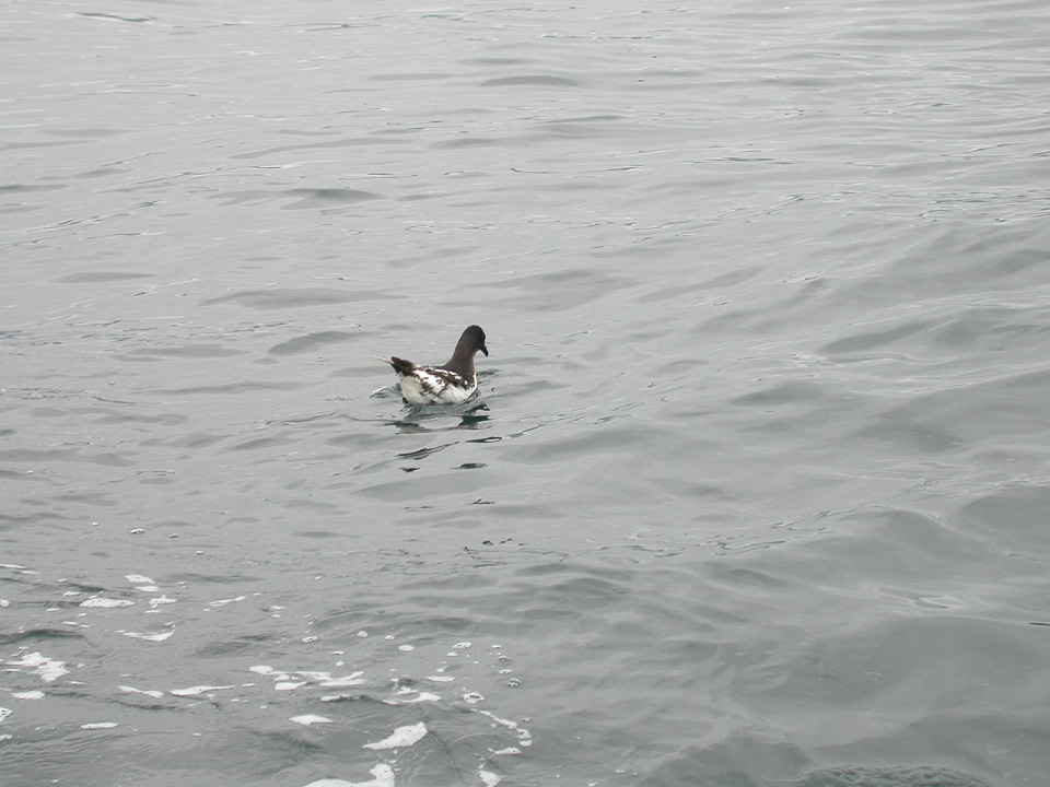 a sea bird floating over a body of water