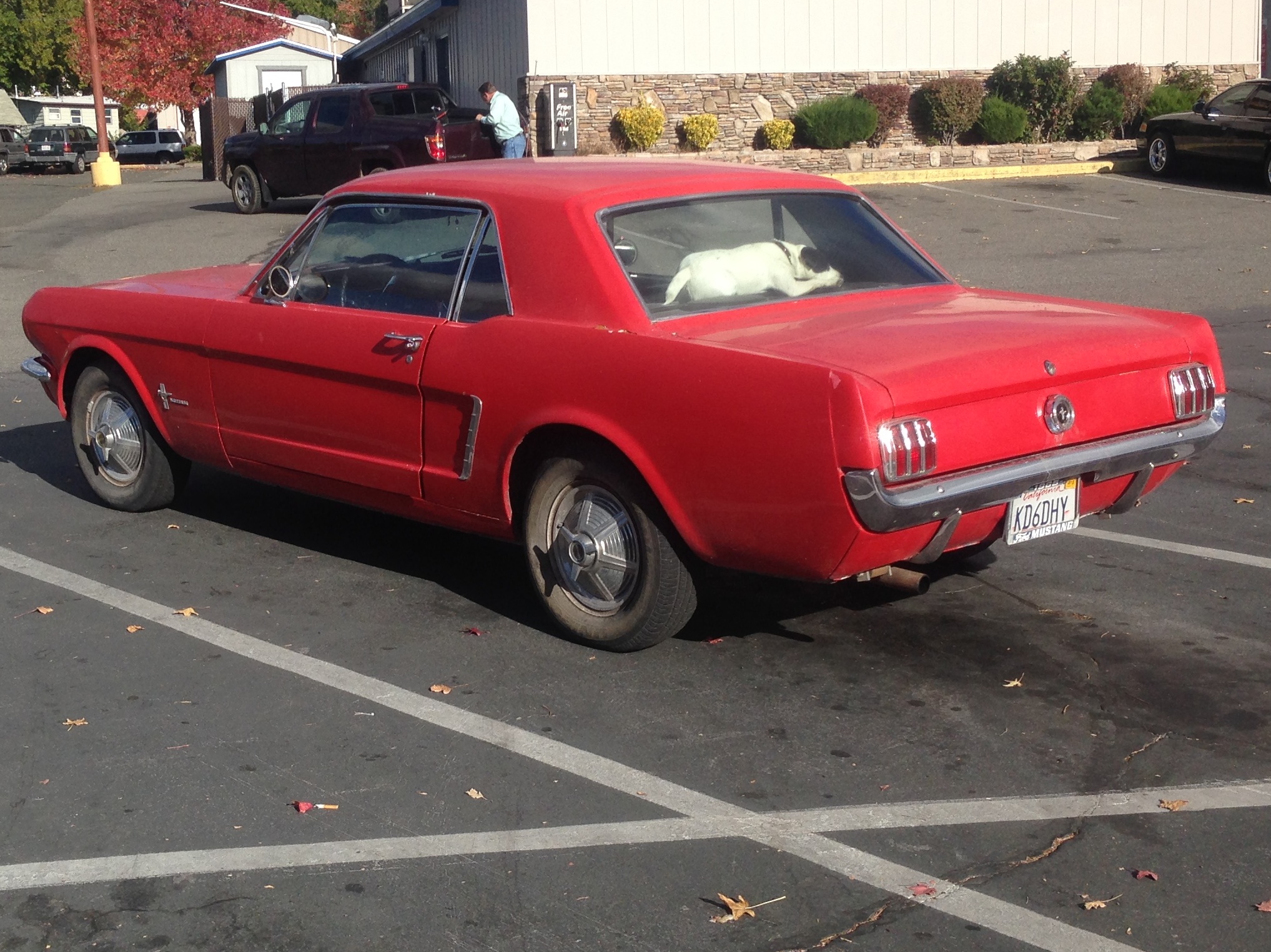 a red mustang sitting in a parking lot next to a tree