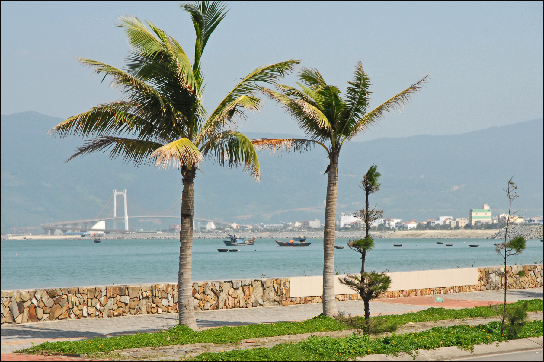 palm trees that are standing in front of a beach