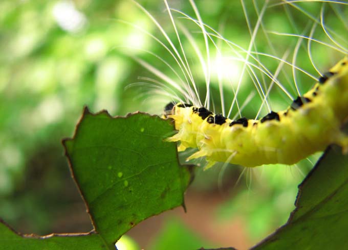 an image of a caterpillar eating leaves