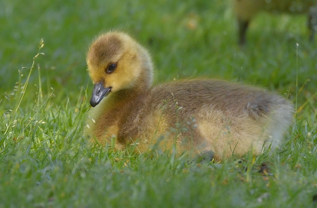 a duckling looking towards the camera while sitting on grass